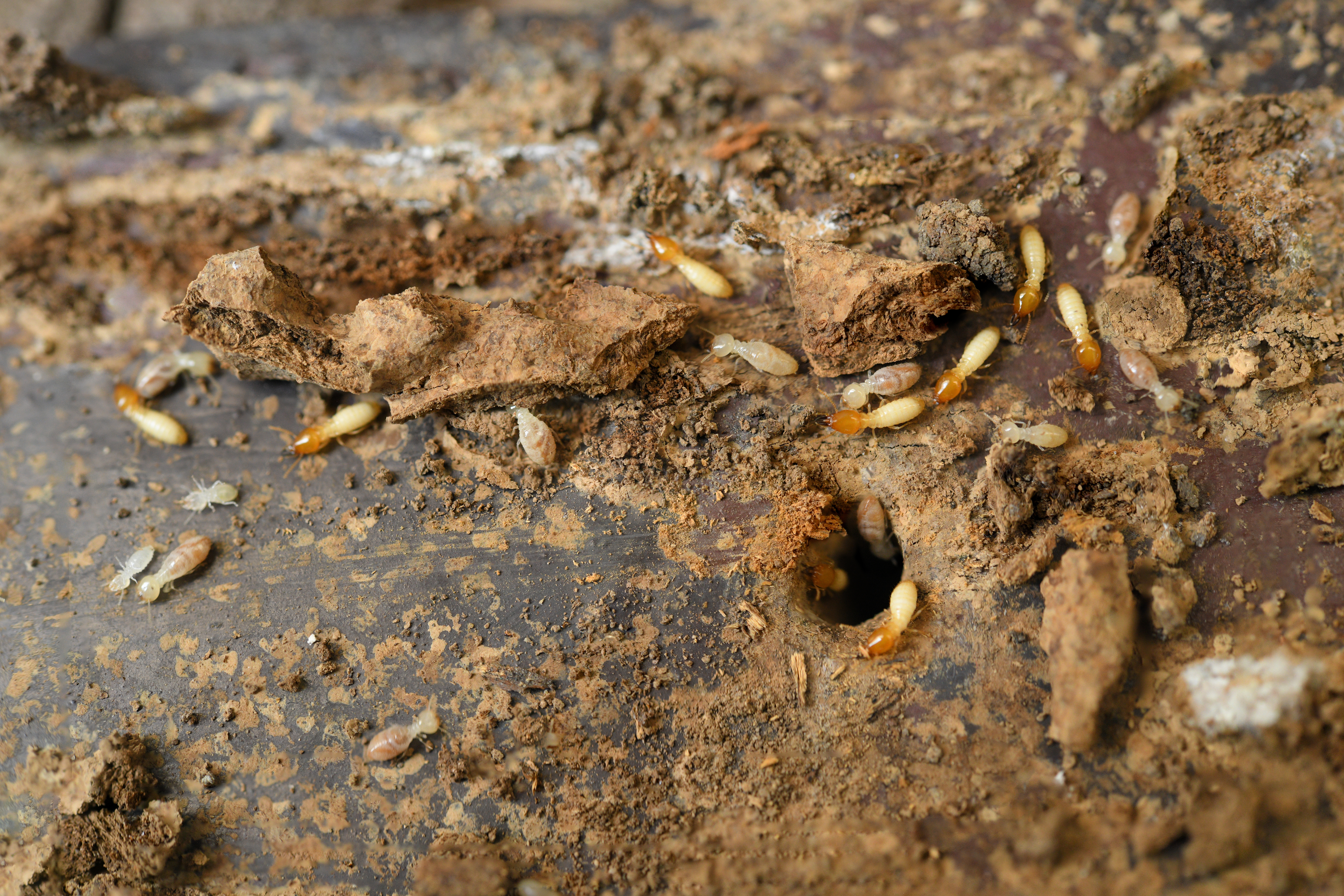 Termite control in Oakland, NJ