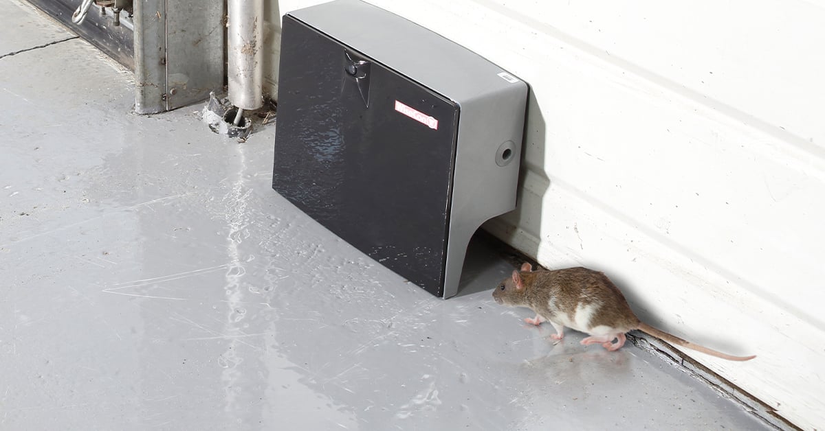 Top Three Fall Pests for Businesses
