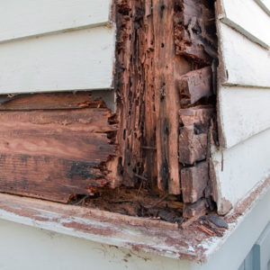 What does termite damage look like?