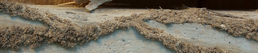 termite mud tubes