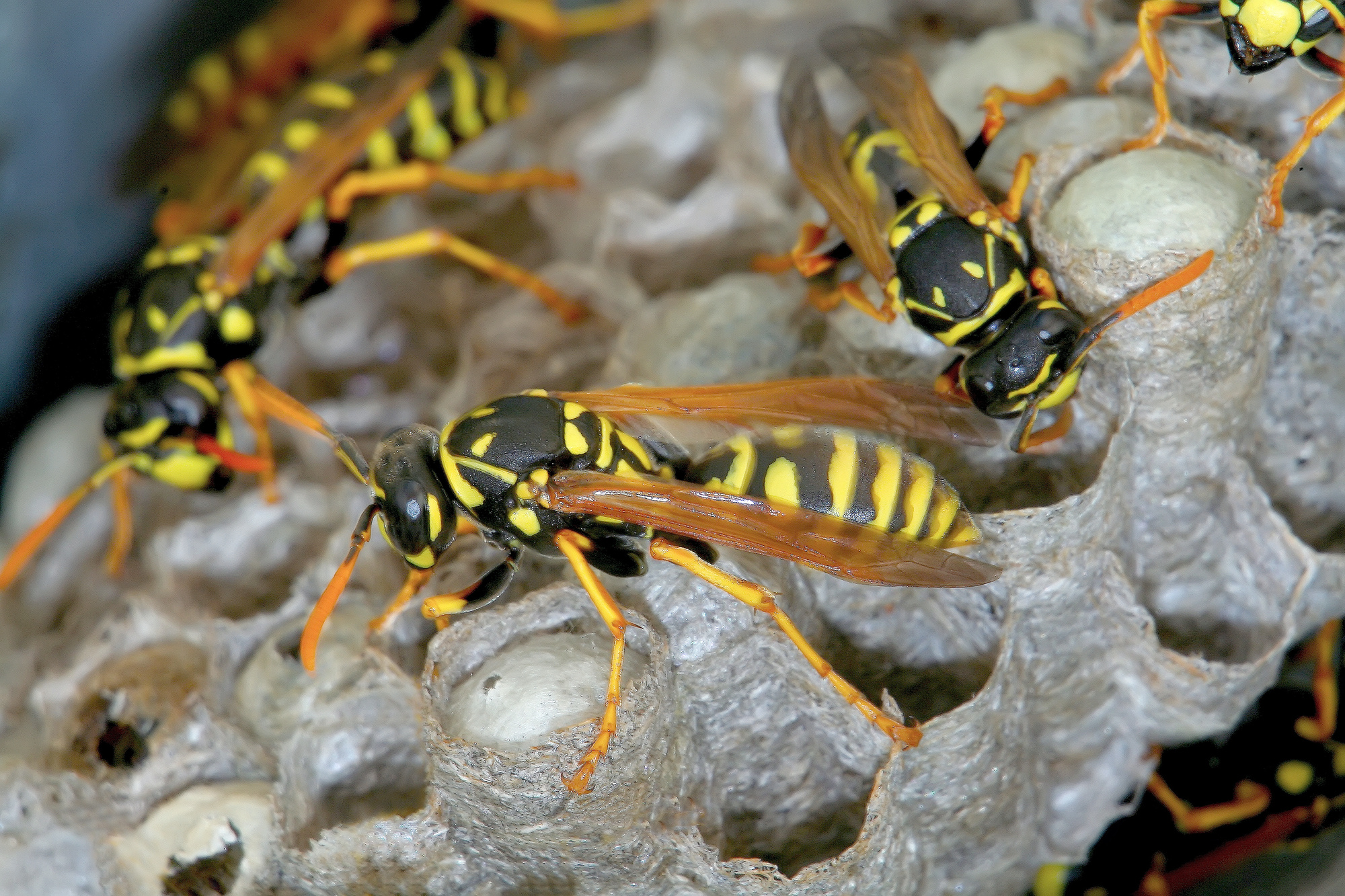 How to Get Rid of a Wasp Nest Safely