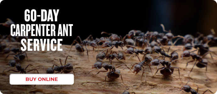 60 Day Carpenter Ant Prime Offer 2022
