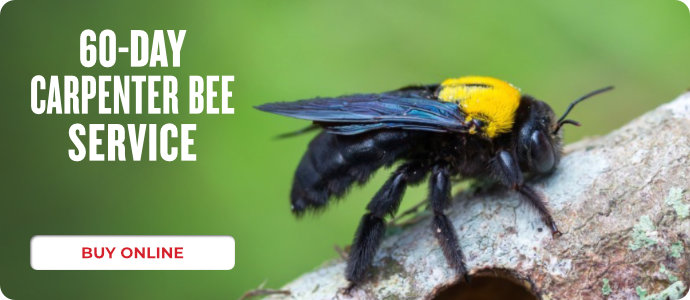 60 Day Carpenter Bee Service Prime Offer 2022