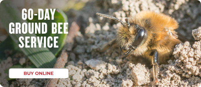 60 Day Ground Bees Post Prime 2022