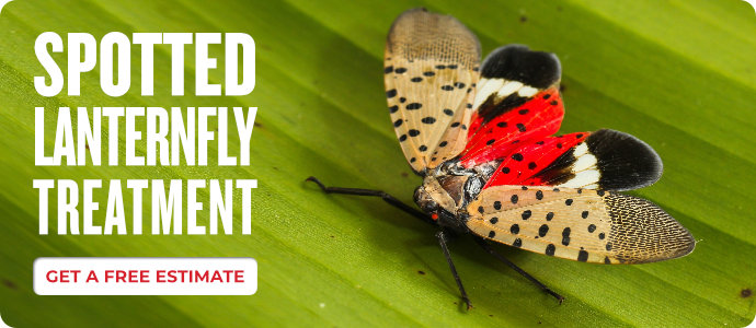 Spotted Lantern Fly Treatment Post Prime 2022