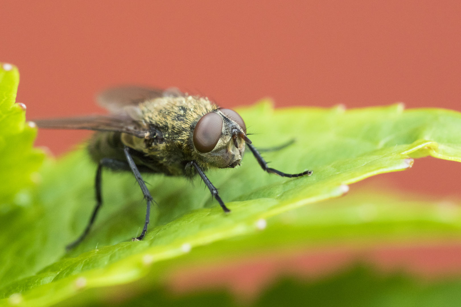 How to Get Rid of Flies