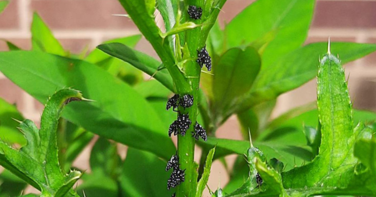 Spotted Lanternfly Damage… And What to Do About It