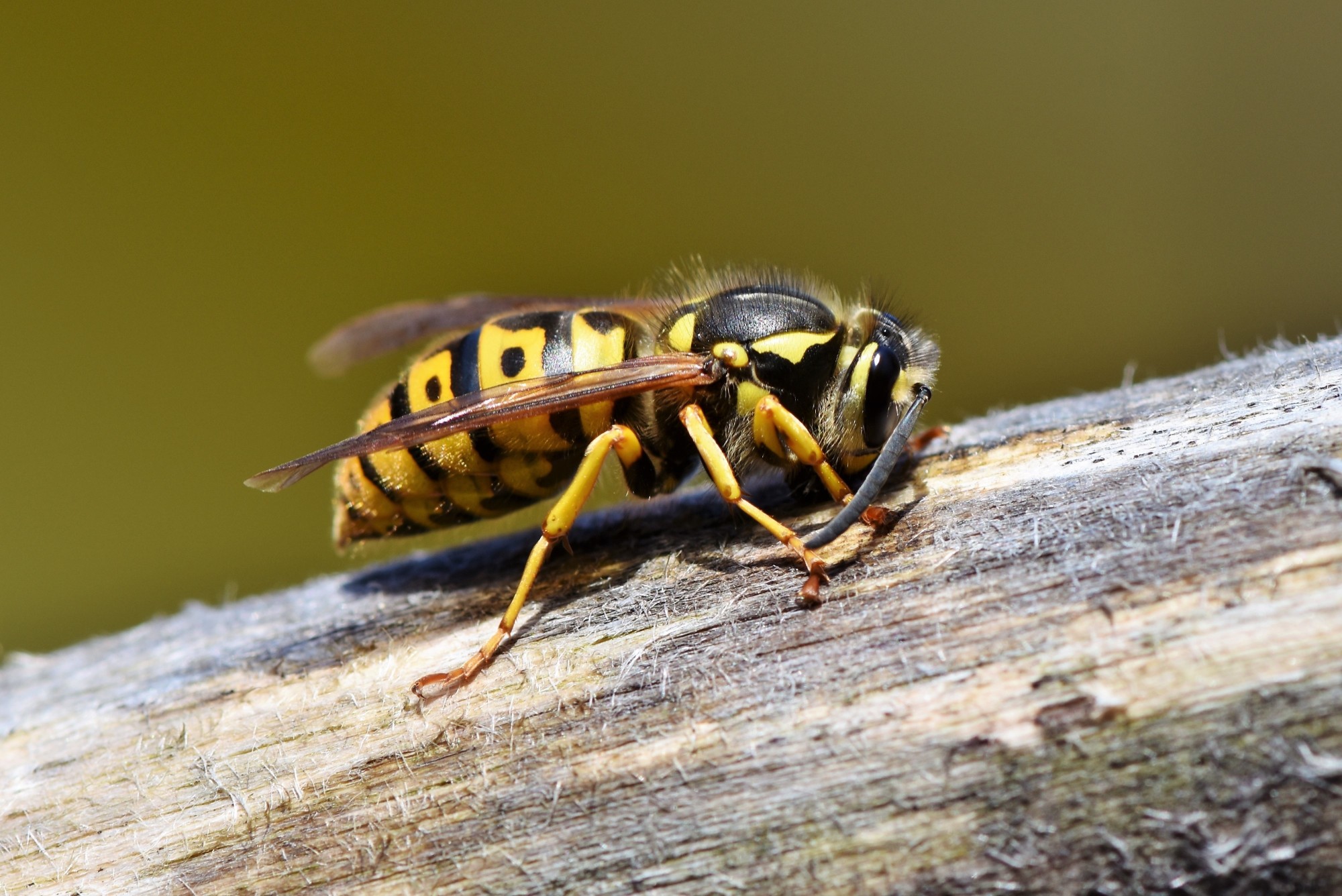 A Guide to Mid-Atlantic Wasps: Types of Wasps and What You Need to Know About Them