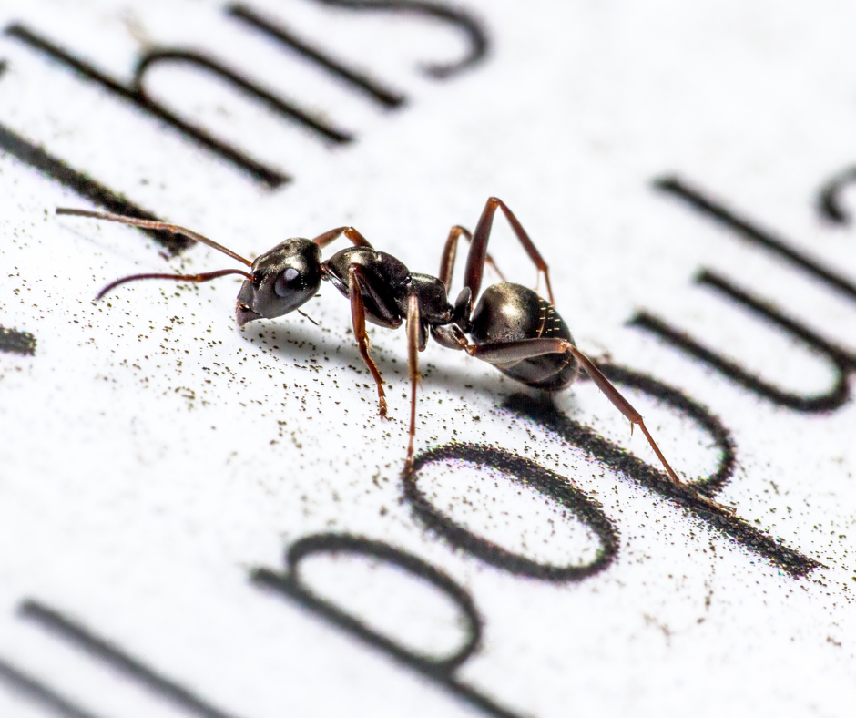 What Are Sugar Ants and Why Are They in My House?