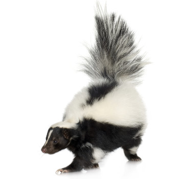 Delaware Skunk Control