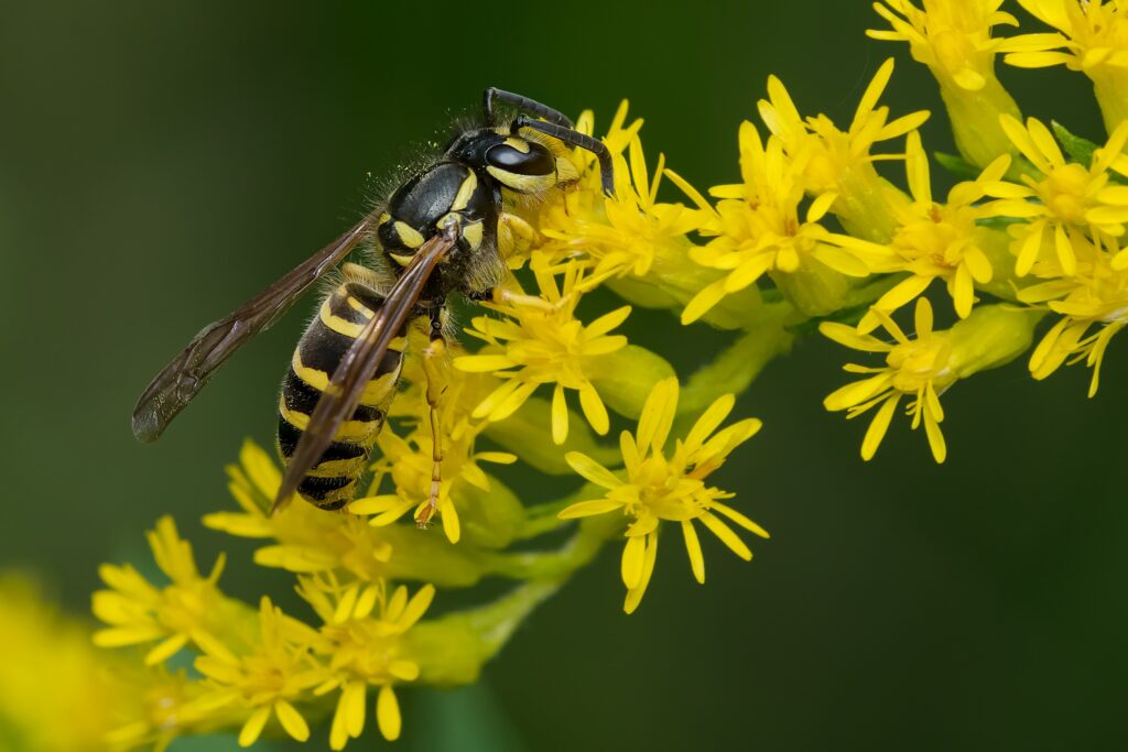 Yellow Jacket Control