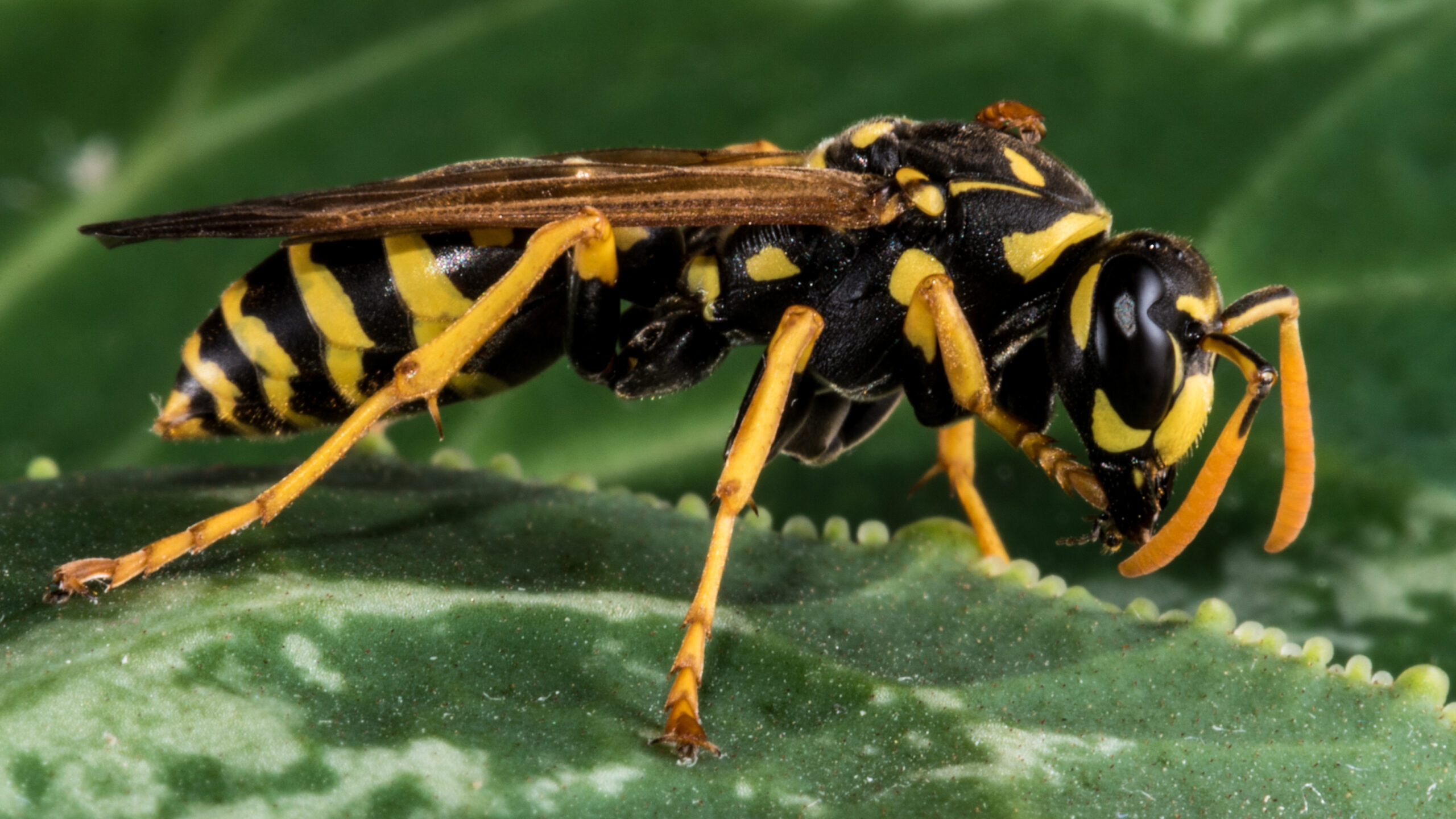 Natural Yellowjacket Control Part 1 - Northwest Center for Alternatives to  Pesticides