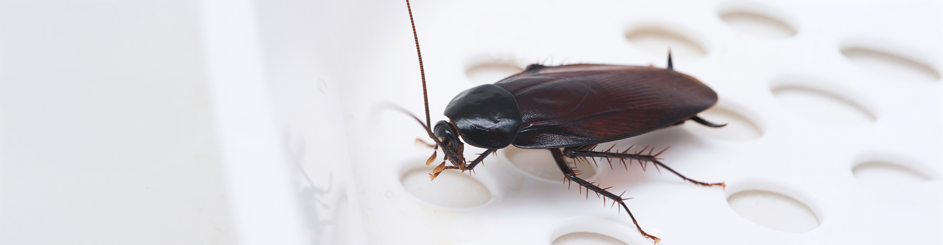 Cockroach Control