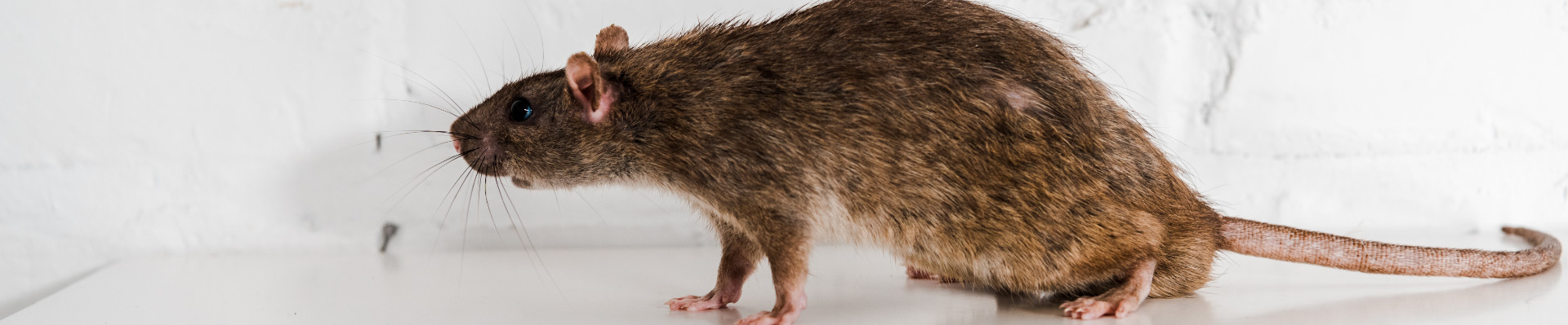 Rat Control