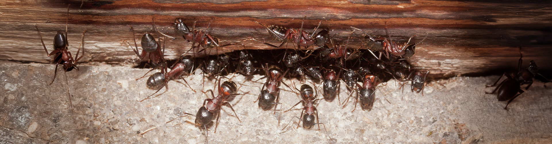 NJ Ant Control