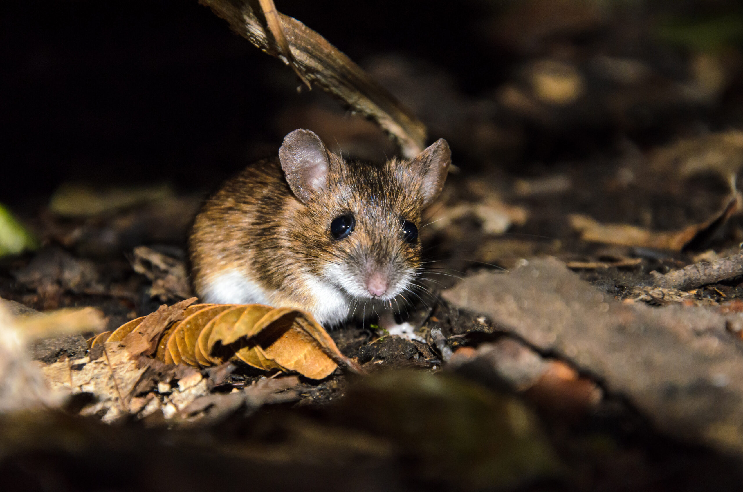 Are Mice Nocturnal?
