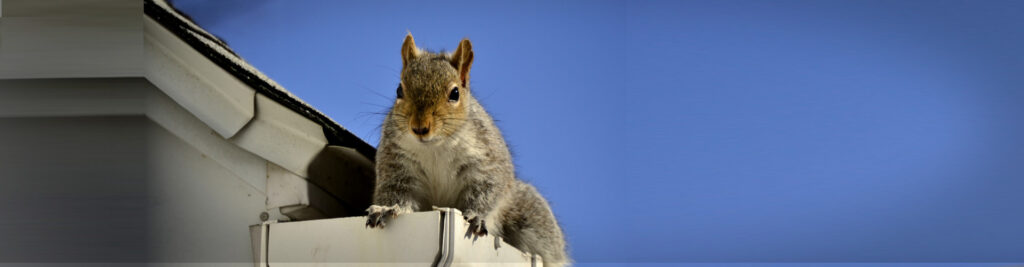 Squirrel Control and Wildlife Control