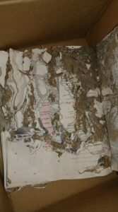 Termite Mud Tunnels Are A Clear Sign of a Termite Infestation