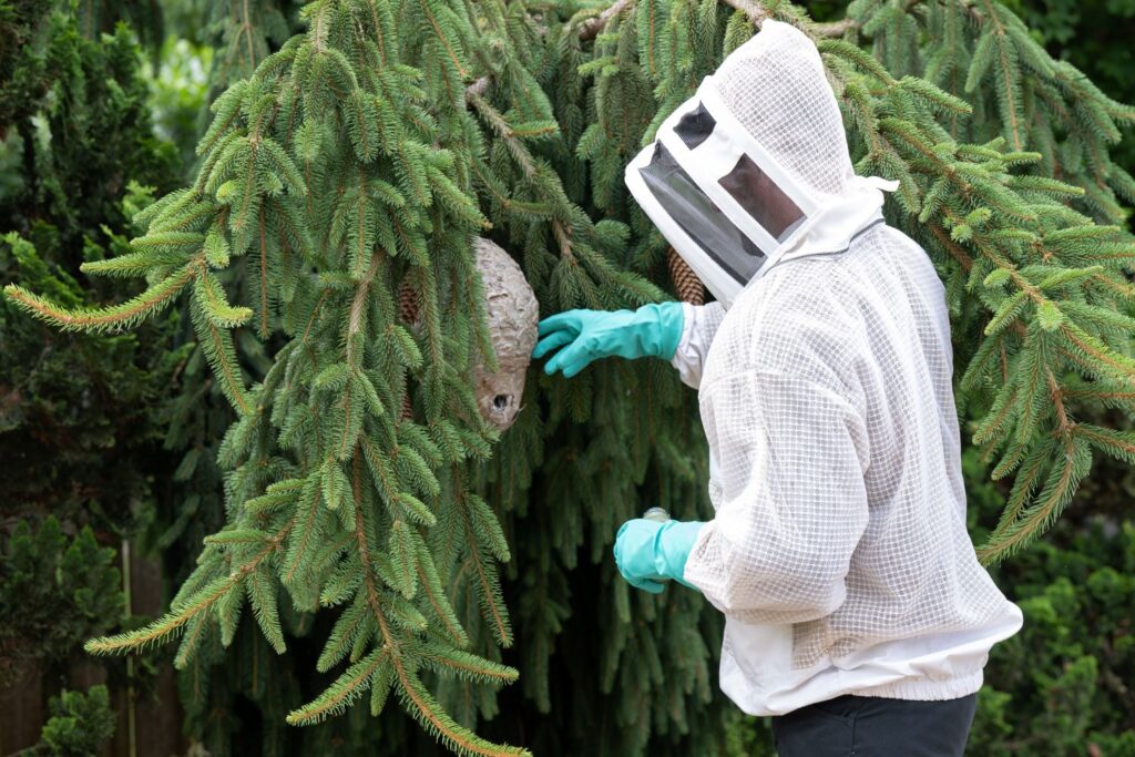 Viking Pest Control Wasp Exterminator Gets Rid of Wasp Nest