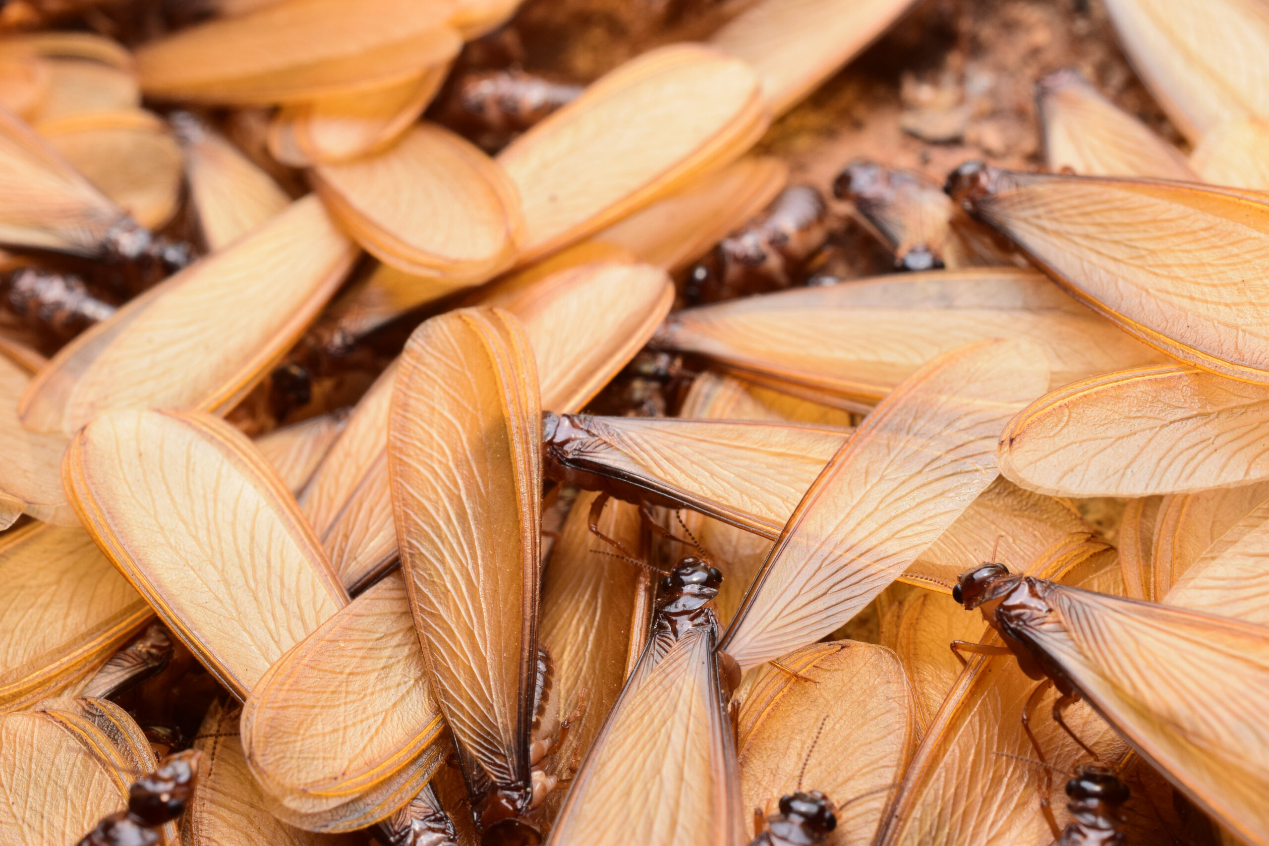 Why Flying Termites Are a Red Alert For Your Home