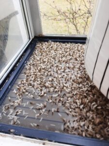 Winged Termites AKA Termite Swarmers - Viking Pest Control