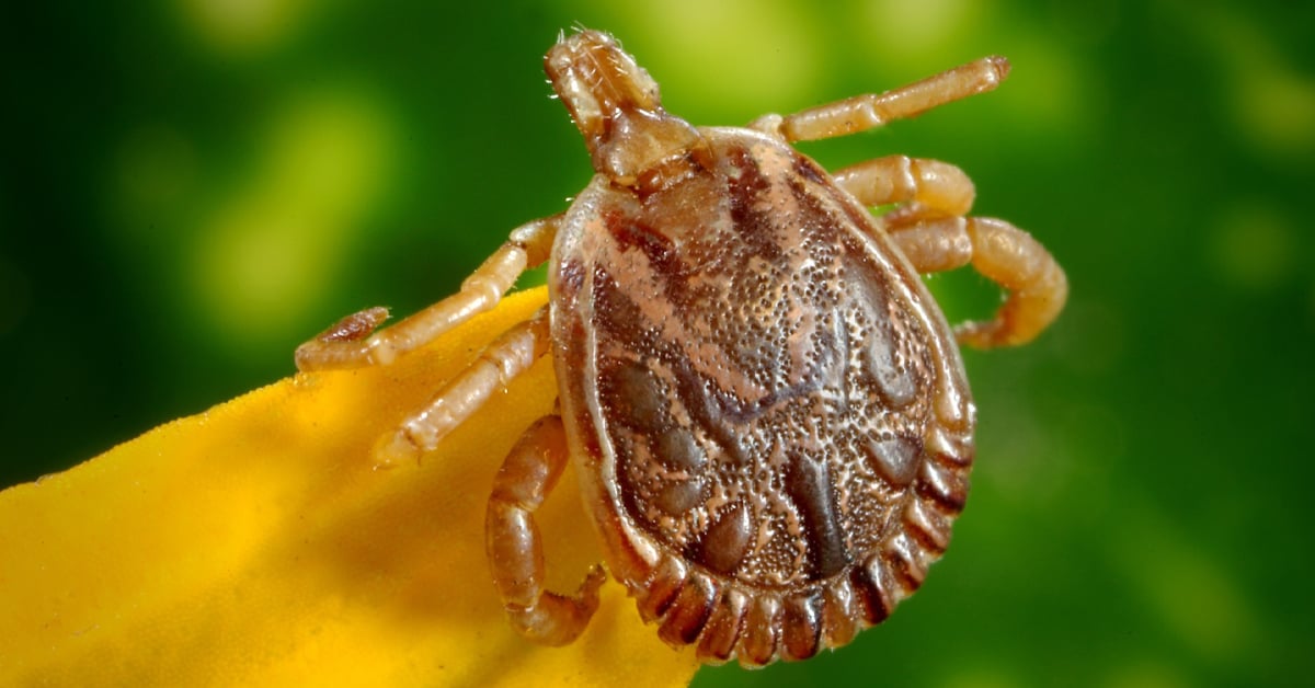 Tick Talk: Effective Tick Prevention and Control for Your New Jersey Property