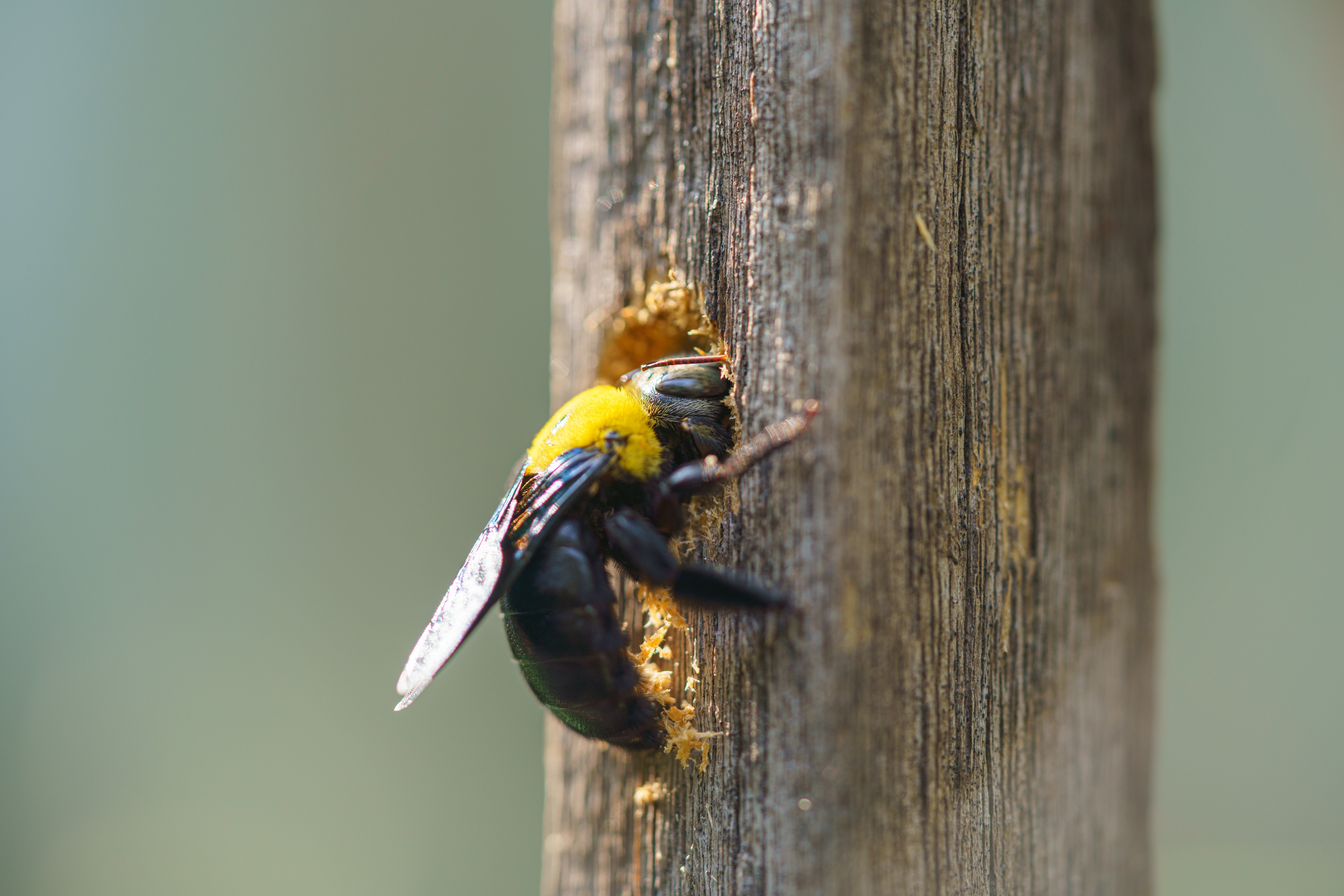 Carpenter Bees Bugging You? Here’s What You Need to Know!