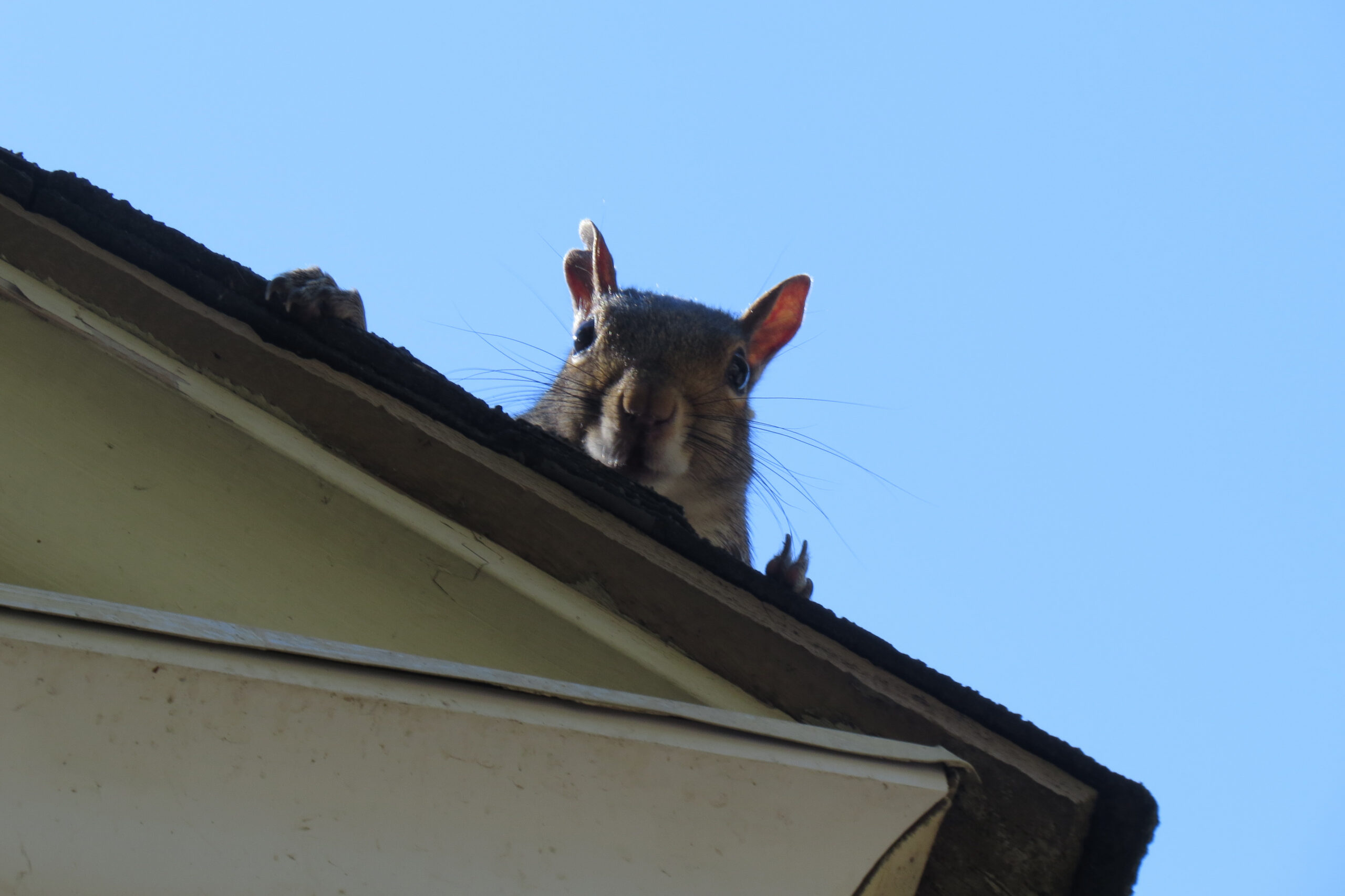 Keep Unwanted Fuzzy Intruders Out With SMART Wildlife Exclusion