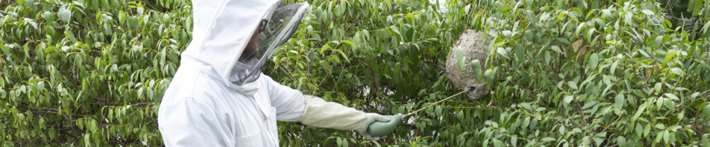 Wasp Nest Removal
