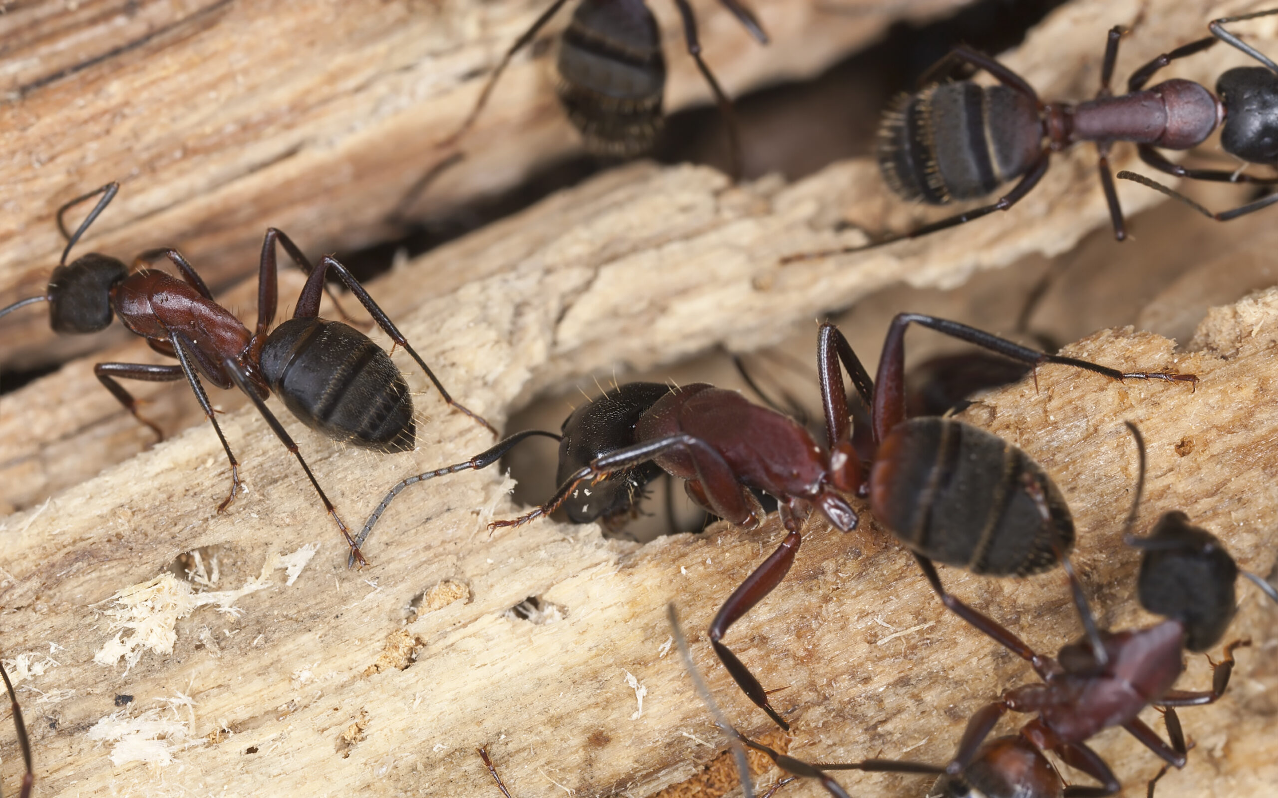 Carpenter Ants: Spot and Stop Them in Your Home