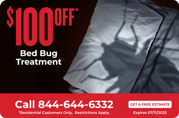 Bed Bug