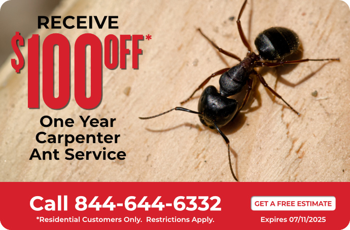 One-Year Carpenter Ant