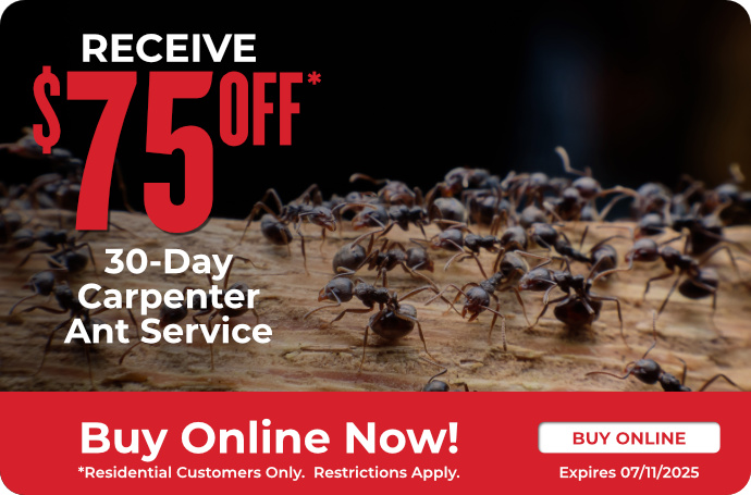 30-Day Carpenter Ant