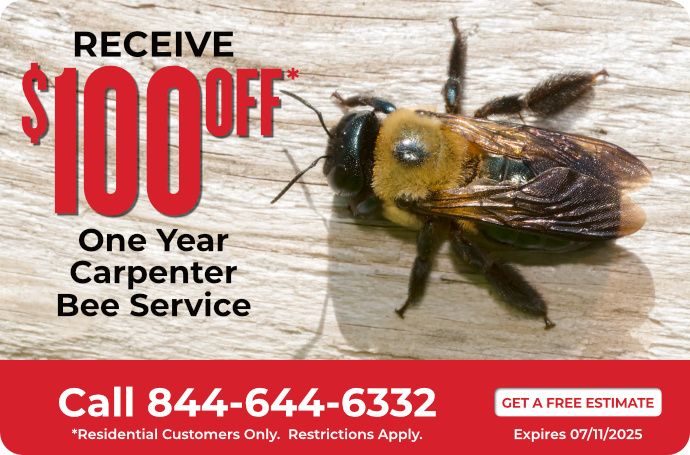 One-Year Carpenter Bee