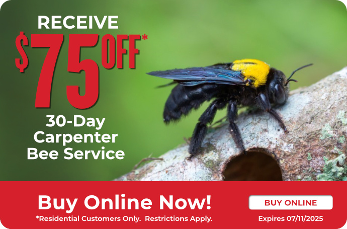 30-Day Carpenter Bee
