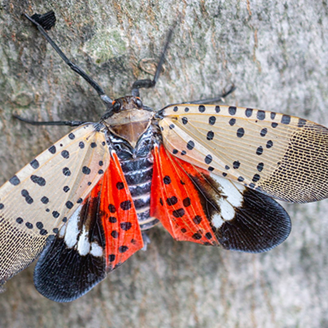 Are Spotted Lanternflies Back? Viking Pest Control Reports Twice as Many Calls So Far This Year Than in 2024