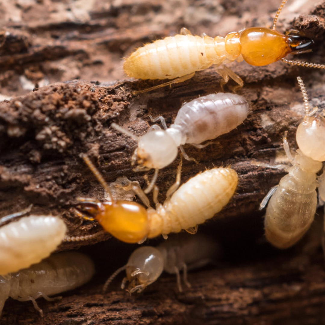 Termite Activity is Up this Spring – Why You Need A Termite Inspection