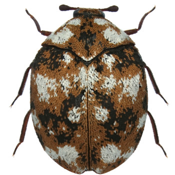 Carpet Beetles