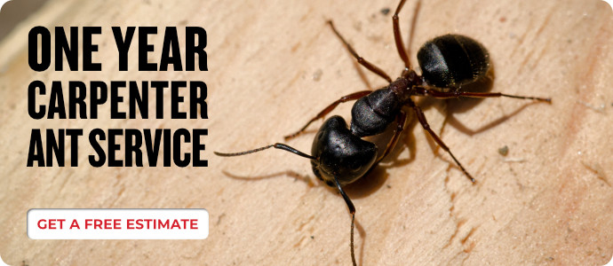Carpenter Ants (1 year)