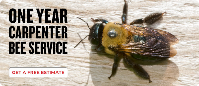 Carpenter Bees (1 year)
