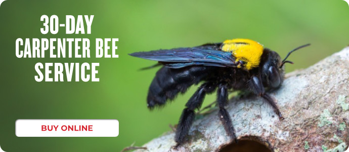 Carpenter Bees (30 days)