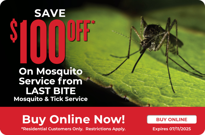 Mosquito Service