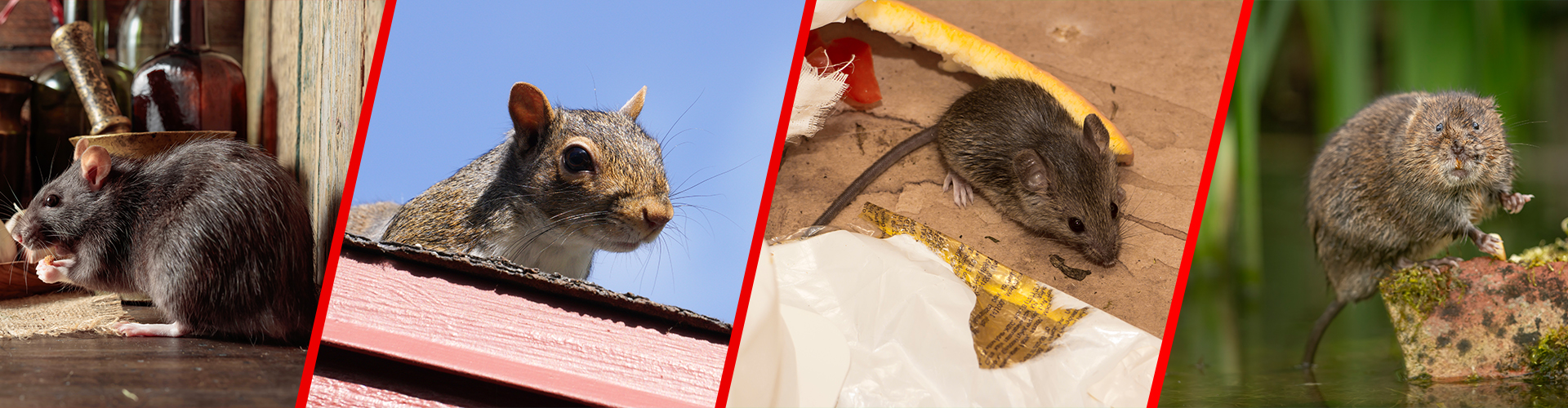 Rodent Control in NJ, PA, DE and MD.