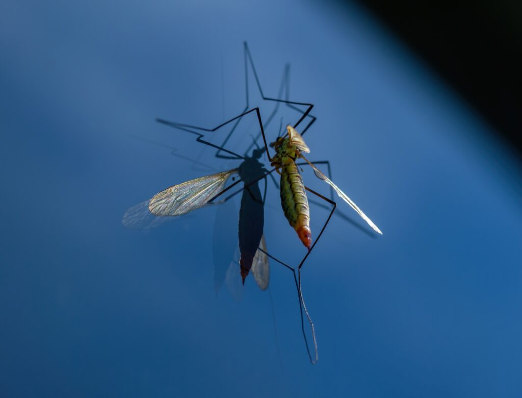 Mosquito Control