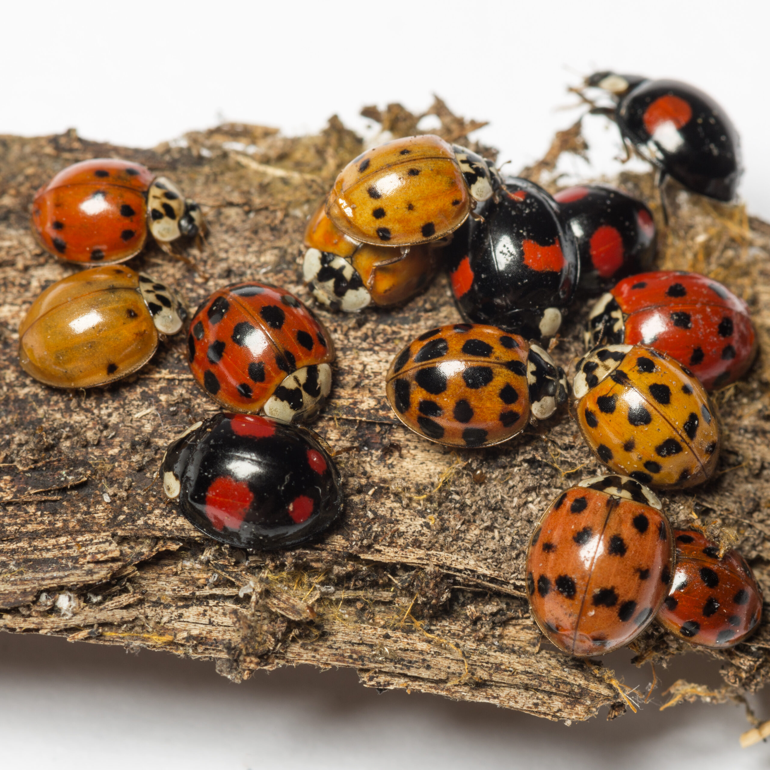 Are Asian Lady Beetles Harmful?