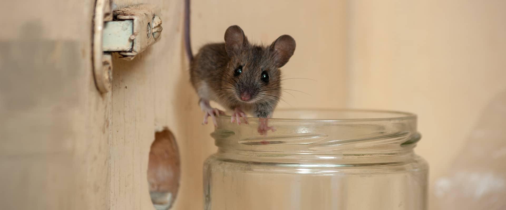 Mouse Control in Freehold, NJ