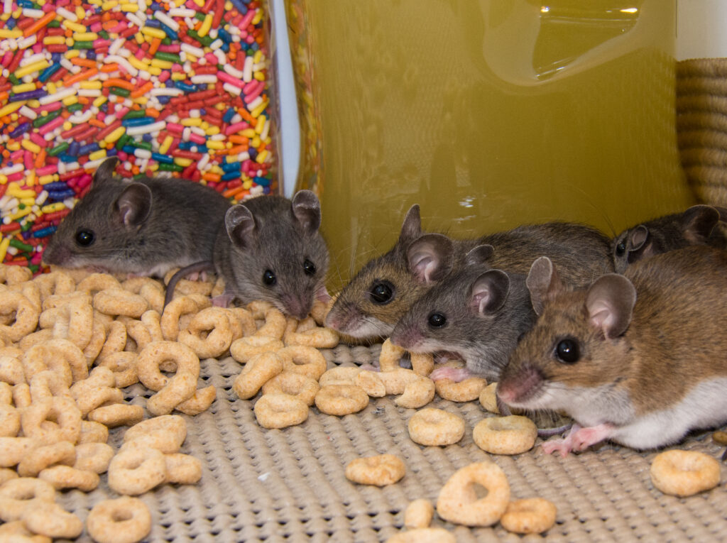 Mouse exterminator in Westfield NJ