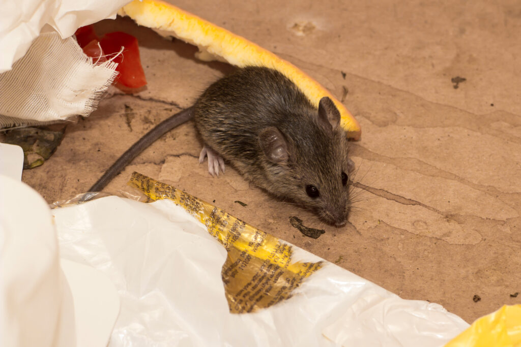 Mice control in New Providence