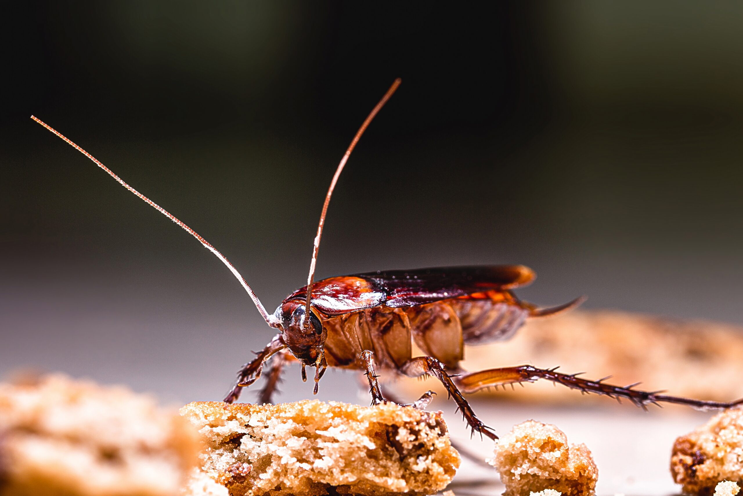 What Does a Cockroach Look Like?