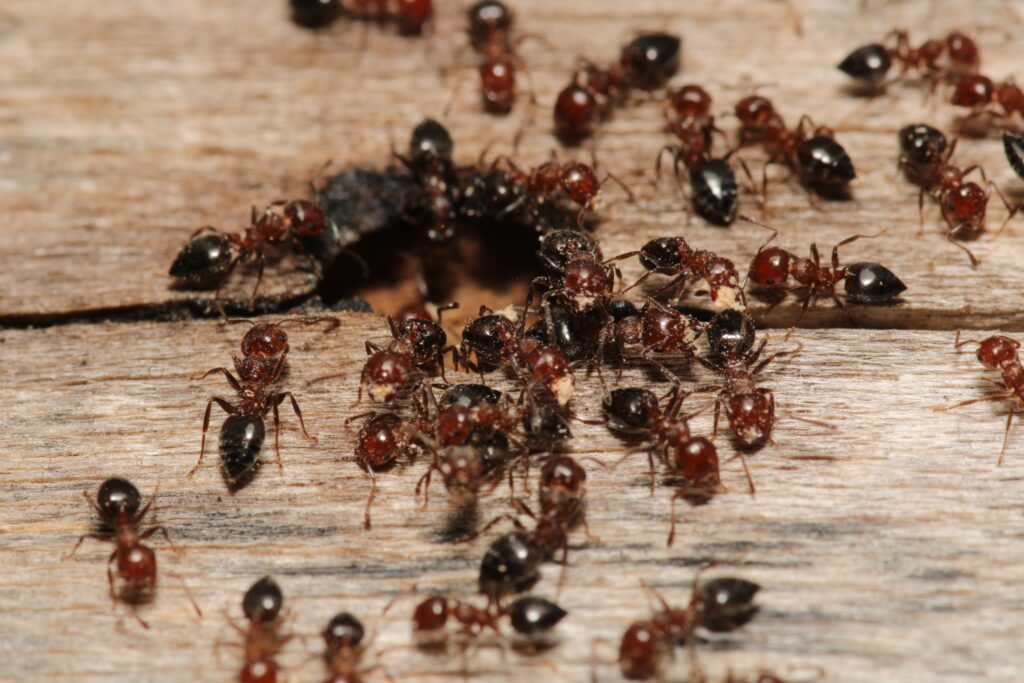 Ant control in Freehold, NJ